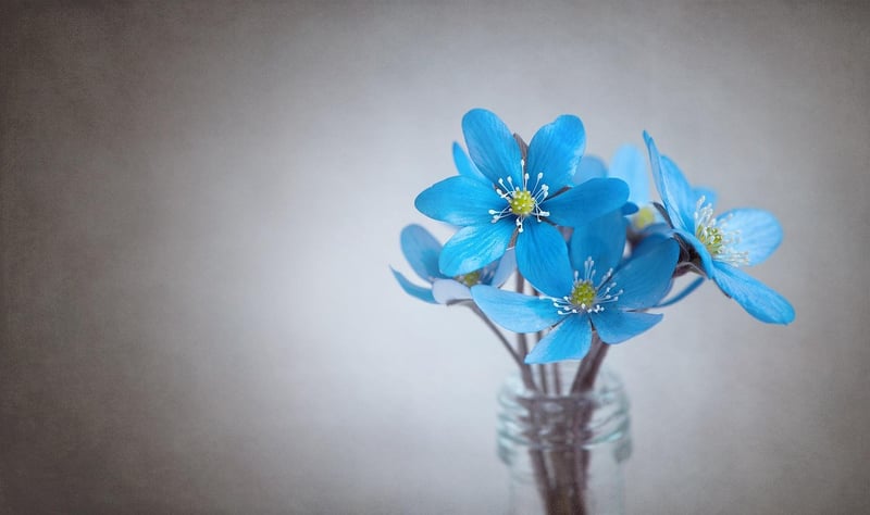 Garden Flowers