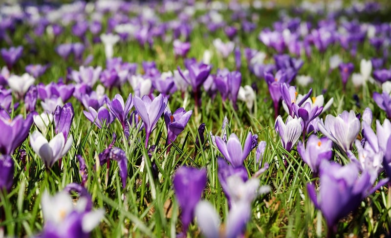 Spring Decor